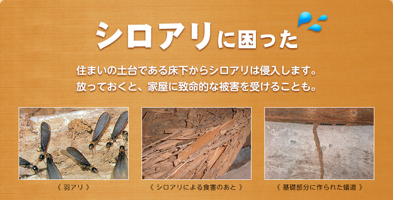 シロアリに困った