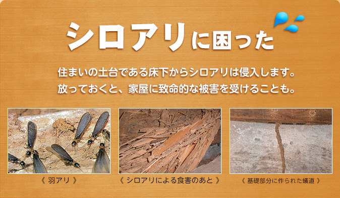 シロアリに困った