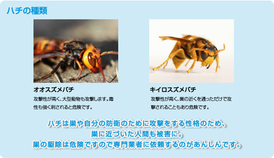 ハチの種類　オオスズメバチ　キイロスズメバチ　ハチは巣や自分の防衛のために攻撃をする性格のため、巣に近づいた人間も被害に。巣の駆除は危険ですので専門業者に依頼するのがあんしんです。